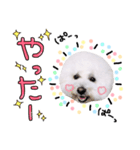 まいにちビションフリーゼ（1）（個別スタンプ：13）