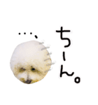 まいにちビションフリーゼ（1）（個別スタンプ：14）