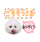 まいにちビションフリーゼ（1）（個別スタンプ：16）