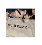 fumifumi3（個別スタンプ：13）