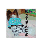fumifumi3（個別スタンプ：20）