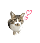 きじしろ猫のごまちゃん2（個別スタンプ：1）