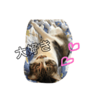 きじしろ猫のごまちゃん2（個別スタンプ：2）