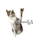 きじしろ猫のごまちゃん2（個別スタンプ：3）