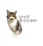 きじしろ猫のごまちゃん2（個別スタンプ：5）