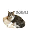 きじしろ猫のごまちゃん2（個別スタンプ：6）