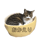 きじしろ猫のごまちゃん2（個別スタンプ：7）