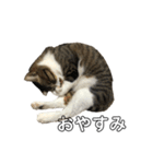 きじしろ猫のごまちゃん2（個別スタンプ：9）