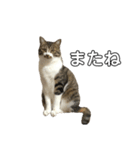 きじしろ猫のごまちゃん2（個別スタンプ：10）