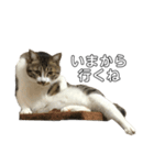 きじしろ猫のごまちゃん2（個別スタンプ：11）