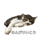 きじしろ猫のごまちゃん2（個別スタンプ：13）
