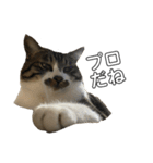 きじしろ猫のごまちゃん2（個別スタンプ：18）