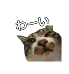 きじしろ猫のごまちゃん2（個別スタンプ：21）