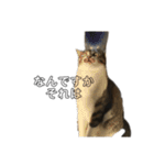 きじしろ猫のごまちゃん2（個別スタンプ：25）