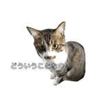 きじしろ猫のごまちゃん2（個別スタンプ：26）