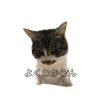 きじしろ猫のごまちゃん2（個別スタンプ：28）
