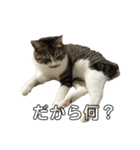 きじしろ猫のごまちゃん2（個別スタンプ：29）