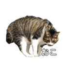 きじしろ猫のごまちゃん2（個別スタンプ：30）