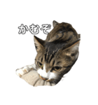 きじしろ猫のごまちゃん2（個別スタンプ：31）