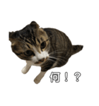 きじしろ猫のごまちゃん2（個別スタンプ：32）