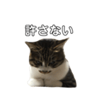 きじしろ猫のごまちゃん2（個別スタンプ：33）