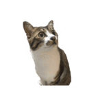 きじしろ猫のごまちゃん2（個別スタンプ：37）