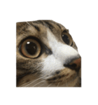 きじしろ猫のごまちゃん2（個別スタンプ：39）