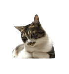きじしろ猫のごまちゃん2（個別スタンプ：40）