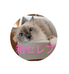 日常ネコスタンプ2（個別スタンプ：17）
