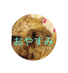 日常ネコスタンプ2（個別スタンプ：22）