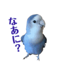 青いコザクラインコの一言（個別スタンプ：1）