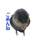 青いコザクラインコの一言（個別スタンプ：3）