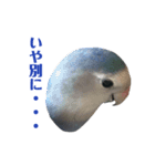 青いコザクラインコの一言（個別スタンプ：4）