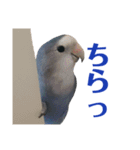 青いコザクラインコの一言（個別スタンプ：5）