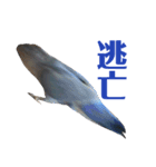 青いコザクラインコの一言（個別スタンプ：6）