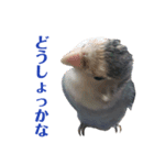 青いコザクラインコの一言（個別スタンプ：7）