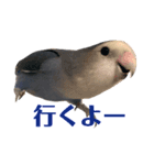 青いコザクラインコの一言（個別スタンプ：9）