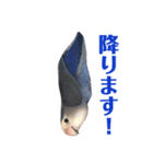 青いコザクラインコの一言（個別スタンプ：11）
