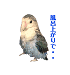 青いコザクラインコの一言（個別スタンプ：13）