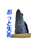 青いコザクラインコの一言（個別スタンプ：14）