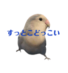 青いコザクラインコの一言（個別スタンプ：15）