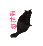 黒猫のルカちゃん（個別スタンプ：3）