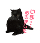 黒猫のルカちゃん（個別スタンプ：7）