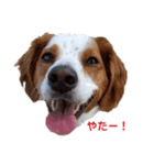 ブリタニーすず（個別スタンプ：16）