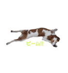 ブリタニーすず（個別スタンプ：19）