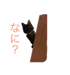 我が家のネコさんたちの日常（個別スタンプ：1）