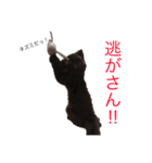 我が家のネコさんたちの日常（個別スタンプ：3）