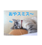 我が家のネコさんたちの日常（個別スタンプ：4）