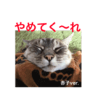 我が家のネコさんたちの日常（個別スタンプ：5）