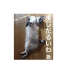 我が家のネコさんたちの日常（個別スタンプ：6）